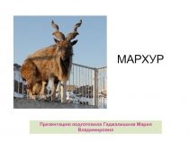 Презентация Мархур, Винторогий козел