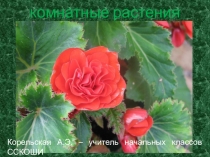 Презентация по предмету Окружающий мир Комнатные растения