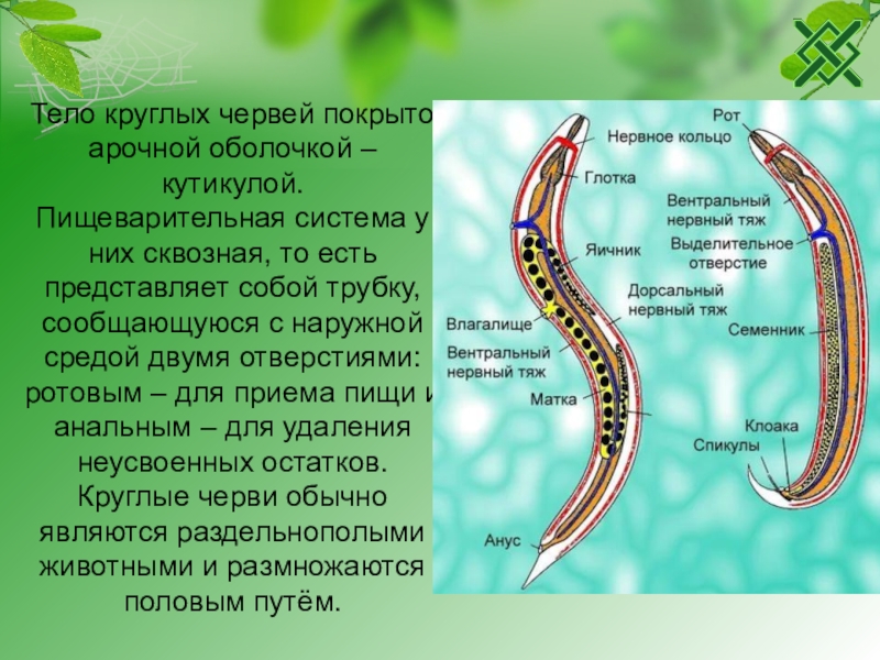 Какая система у круглых червей. Характеристика круглые черви биология 7 класс. Тип круглые черви черви 7 класс биология. Строение круглых червей кратко. Особенности общего строения круглых червей.