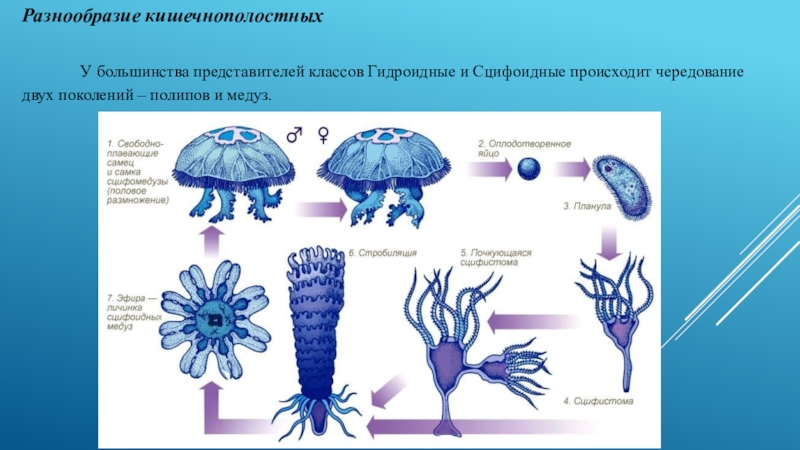 Образ жизни кишечнополостных