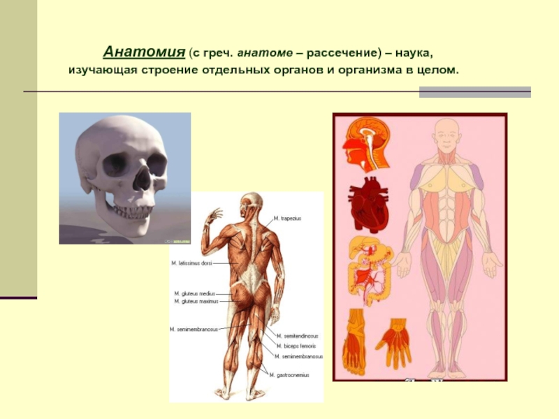 Анатомия изучает. Анатомия это наука изучающая. Изучение анатомии человека. Изучаем строение человека. Анатомия изучает строение.