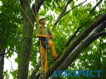 Презентация Профессии. Арборист1 класс