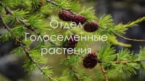 Презентация по биологии на тему отдел Голосеменные растения (7 класс)