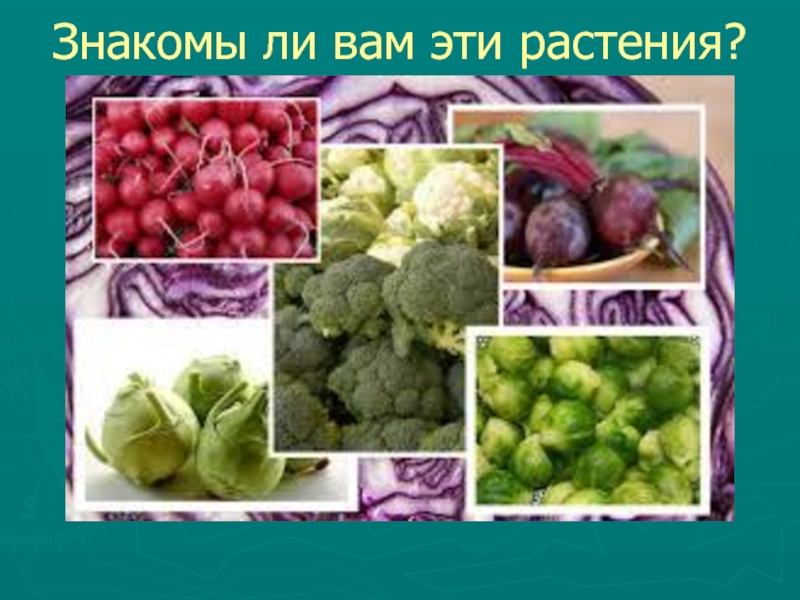 Крестоцветные овощи перечень. Овощные крестоцветные. Еда из крестоцветных. Какие продукты относятся к крестоцветным. Крестоцветные овощи список.