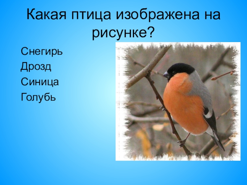 Кулик пятнистый. Экологическая группа птиц кряква. Какая птица изображена. Птица изображенная на логине. Длинноносая болотная птица кулик.