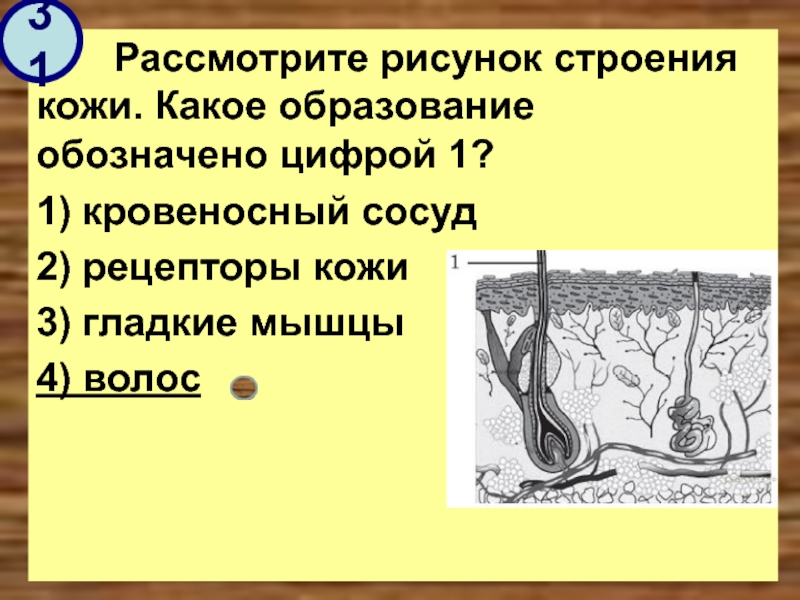 Рассмотрите рисунок строения кожи какое образование кожи обозначено цифрой 1 потовая железа