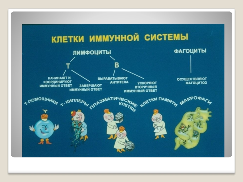 Синдром иммунного ответа. Клетки приобретенного иммунитета. Синдром приобретенного иммунитета.