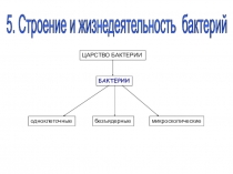 Презентация- опорная схема к уроку Строение и жизнедеятельность бактерий 5 кл биология