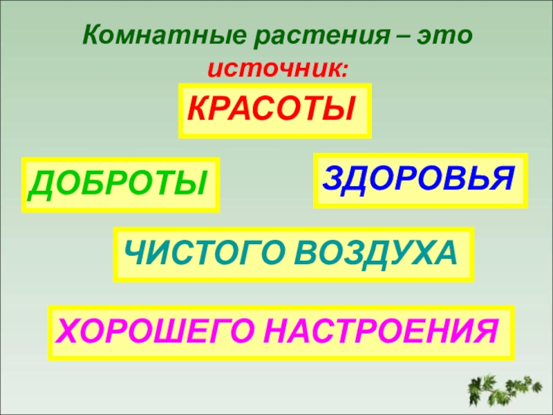 Презентация комнатные растения 1 класс окружающий мир