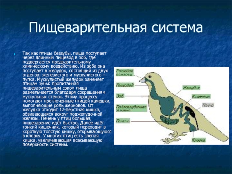 Проект по биологии на тему птицы