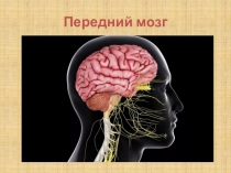 Презентация по биологии Передний мозг