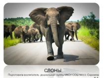 Презентация для дошкольников  Слоны
