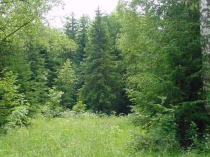 Презентация внеклассному мероприятию Наше здоровье - витамины