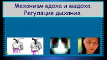 Презентация по биологии Механизм вдоха и выдоха 8 класс
