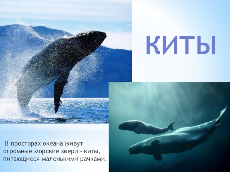 Где живет кит русский язык 1 класс. Кит для презентации. Где живут китообразные. Слайд кит. Где обитают киты.