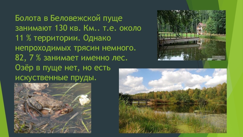 Однако на территории. Пуще что такое 2 класс. Беловежская пуща легенды и предания. Беловежской пуще какая крепость там расположена. Беловежская пуща диктант 4 класс.