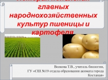 Презентация к конспекту урока по биологии на тему История появления народнохозяйственных культур картофеля и пшеницы (6 класс).