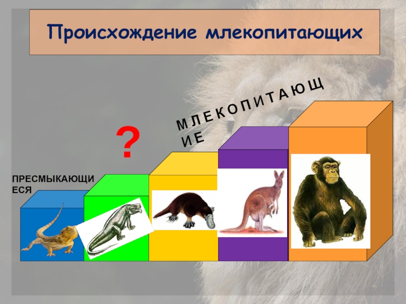 Презентация на тему происхождение млекопитающих