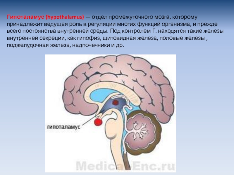 Регуляция мозга. Гипоталамус высший центр регуляции эндокринных функций. Нейрогуморальная регуляция отдел мозга. Гипоталамус фоллиберин. Гипоталамус железа внутренней секреции.