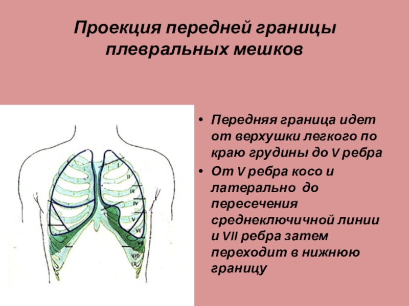 Проекция легких. Границы плевры. Передние границы плевры. Границы плеврального мешка. Границы плевральных мешков и легких.