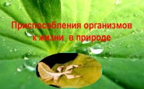 Презентация: Приспособления организмов к жизни в природе