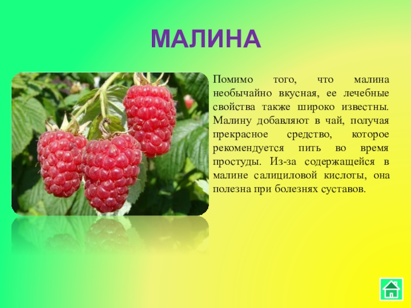 Презентация о малине