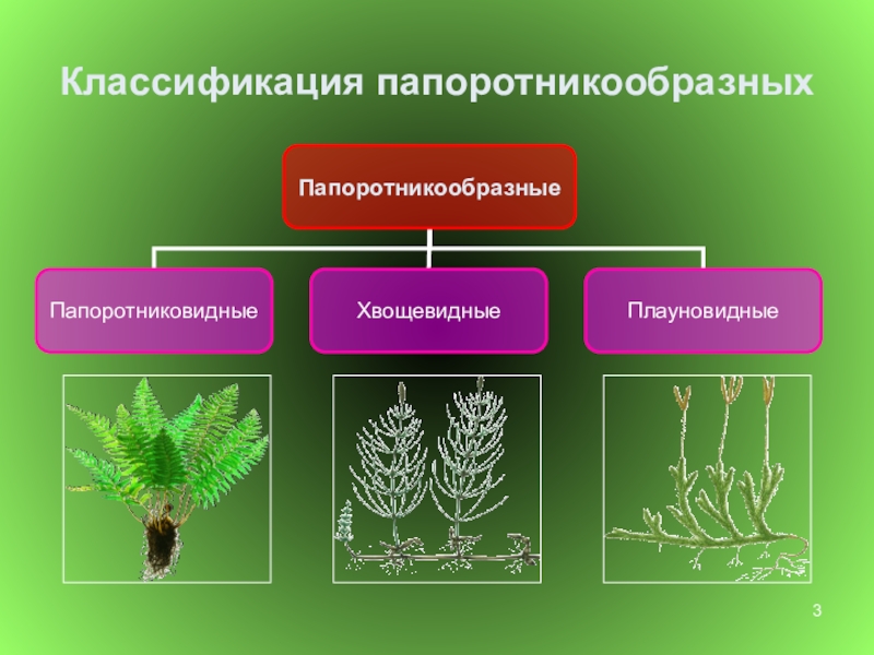 Папоротники 6 класс биология презентация