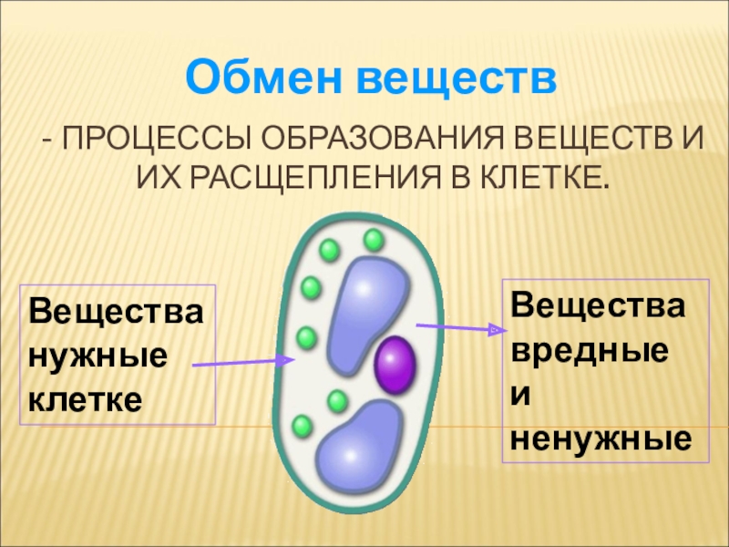 Расщепление клеток. Процесс образования и расщепления веществ в клетке. Образование веществ в клетке. Процессы образования и распада веществ в клетке. Расщепление веществ в клетке схема.