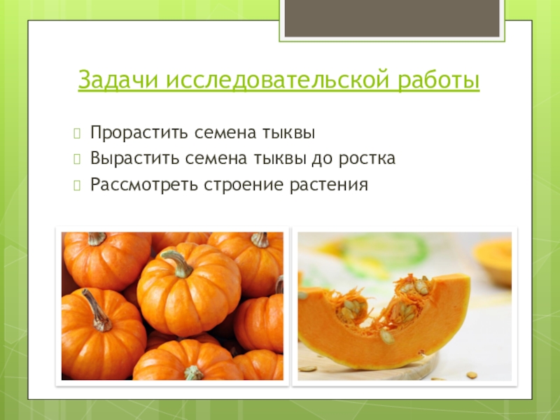 Задача про тыкву. Загадка про тыкву. Загадка про тыкву для детей. Загадка про тыкву 1 класс. Загадка про тыкву для детей 6-7.