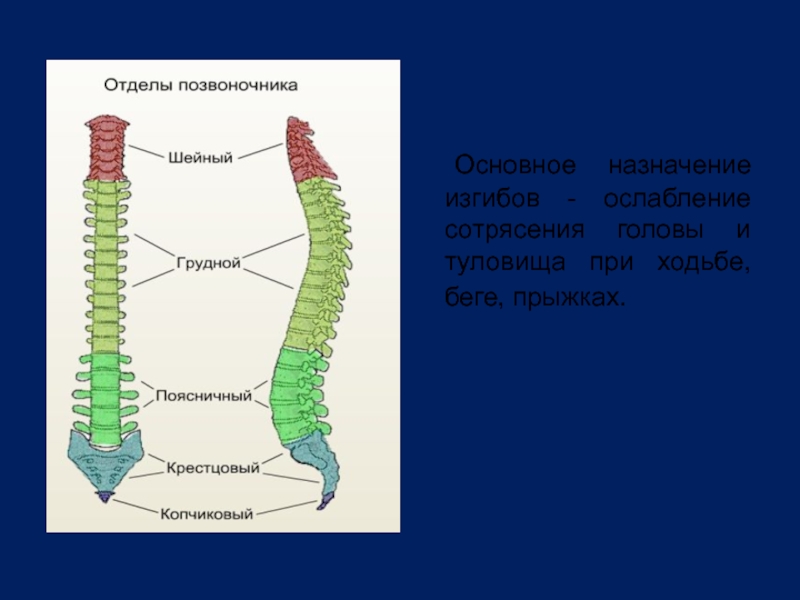 Биология 8 класс скелет головы и туловища. Скелет головы и туловища 8 класс. Скелет головы, скелет туловища биология 8. Отделы туловища.