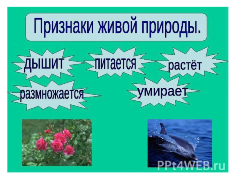 Живая и неживая природа философия