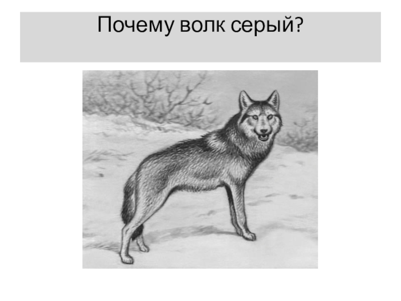 Зачем волки воют. Почему волк серый. Волк почему. Серый волк внешнее строение. Зачем волку хвост.