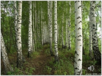 Презентация к уроку по окружающему миру на тему В лес по ягодки пойдём (1 класс)