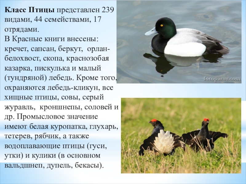 Птицы Республики Коми Фото И Названия
