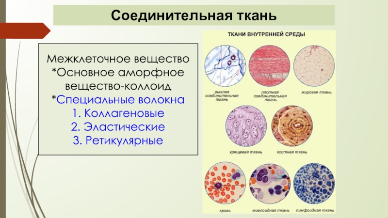 Межклеточное вещество соединительной ткани