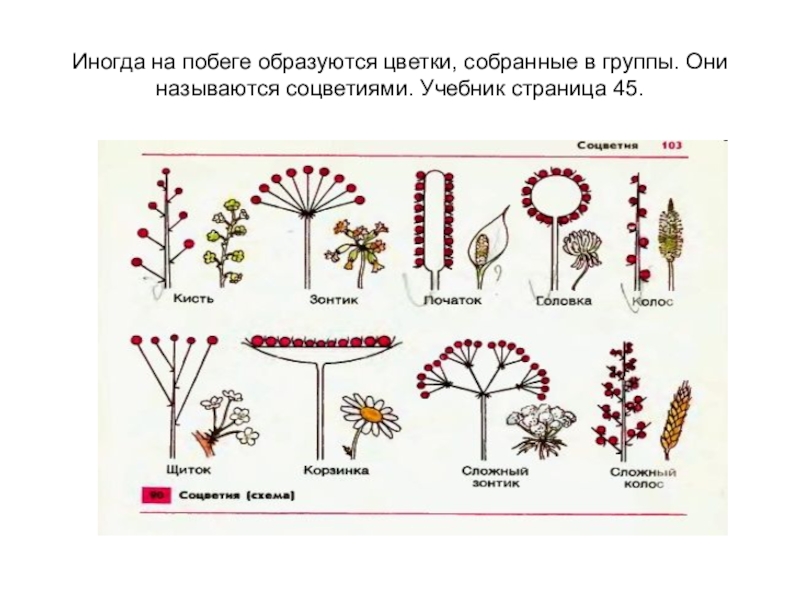 Как называется соцветие изображенное на фотографии