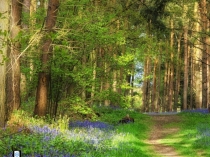 Презентация по экологии Дятел наш приятель