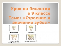 Презентация к уроку на тему:  Строение и значение зубов для учащихся 9 классов