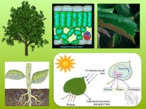 Презентация к уроку Значение фотосинтеза