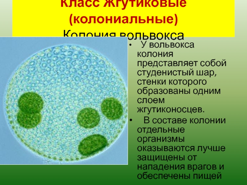 Презентация на тему жгутиконосцы 7 класс