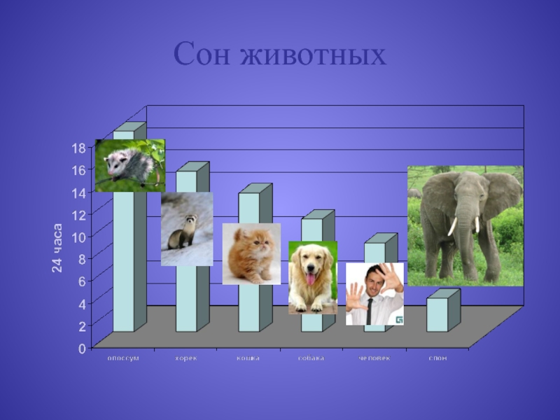 Как спят животные презентация для детей