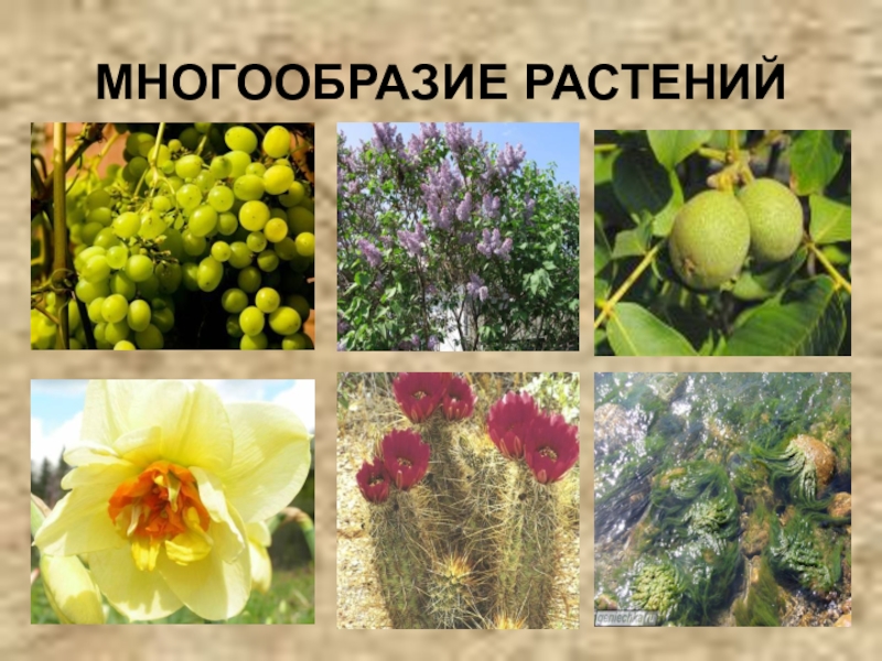 Разнообразие растений. Разнообразие мира растений. Многообразные растения. Разнообразие цветов растений.