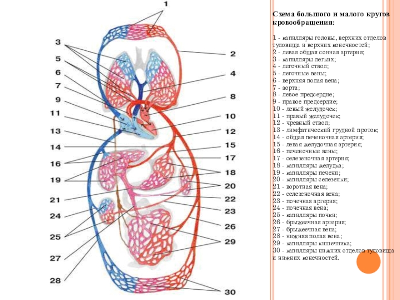 Большой и малый круг кровообращения рисунок