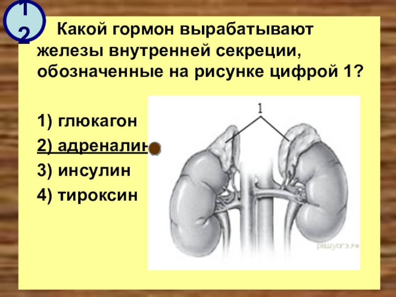 Установи рисунок на котором изображена железа вырабатывающая гормон тироксин