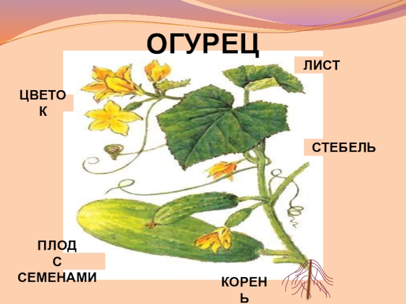 Презентация 1 класс окружающий мир что общего у разных растений 1 класс