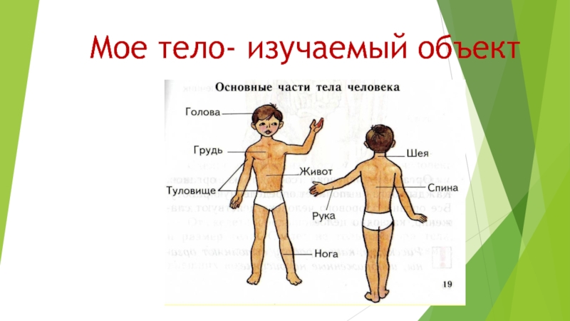 Мое тело. Основные части тела. Изучение тела. Моё тело. Грудь часть тела человека.