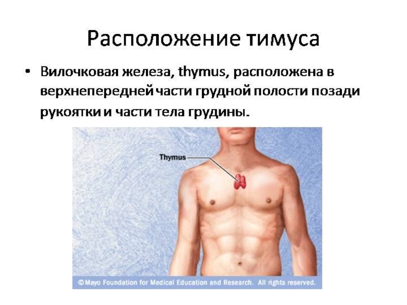 Иммунный орган тимус. Тимус вилочковая железа. Вилочковая железа расположена. Вилосковая железа расположен.