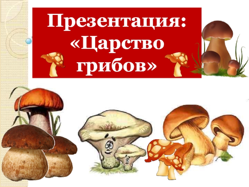 Грибы 5 класс. Царство грибов 5 класс. Рост царства грибов. Царство грибов подцапсьвл. Запасной продукт царство грибов.