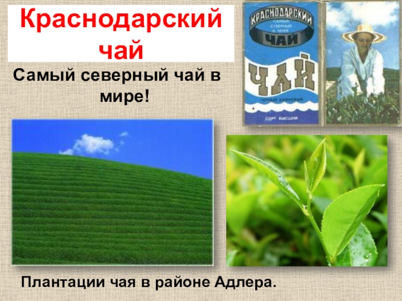 Твои земляки труженики кубановедение 3 класс презентация