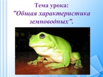 Презентация к уроку Общая характеристика земноводных
